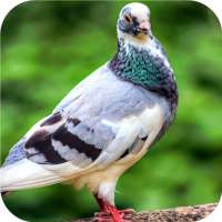 Lonely Pigeon. Birds Wallpapers on 9Apps