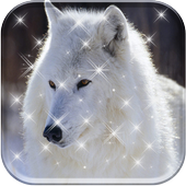 HD Wallpaper Wolf icon