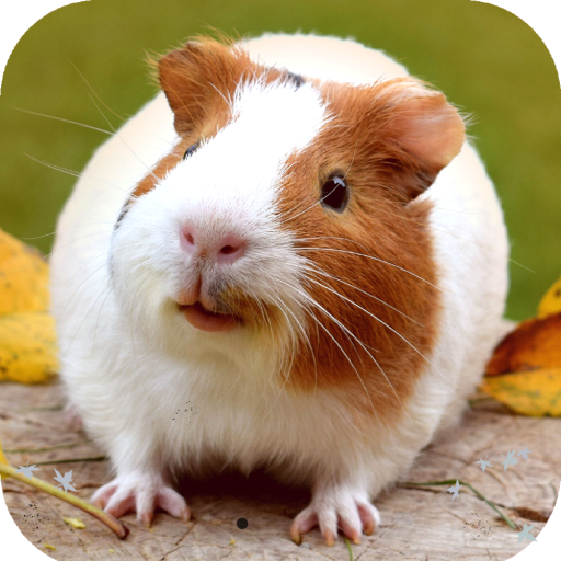 Guinea Pig Wallpaper icon