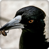 Magpie Bird Call Sounds Ringtone icon
