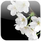 Lovely Sakura Live Wallpaper on 9Apps