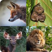Guess the Animal: Animal Quiz icon