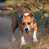 Pitbull Dogs Jigsaw Puzzles New Game icon