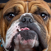 Bulldog Dogs Jigsaw Puzzles icon