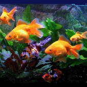 FISH CHALLENGE 2 icon