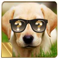 What's The Perfect Dog For Me?