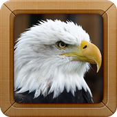 Eagle and Hawk Sounds Ringtone icon