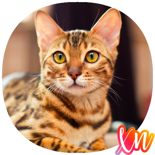Cat Breed Guide icon