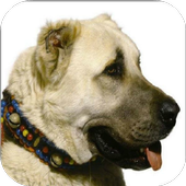 Kangal Dog Wallpapers icon