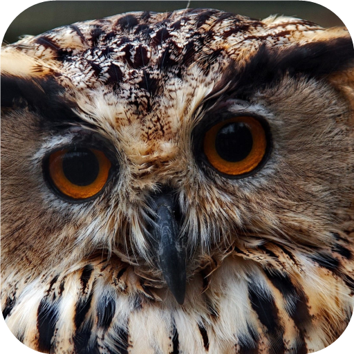 Owl. Birds Wallpapers icon