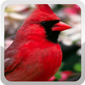 Bird Wallpaper icon