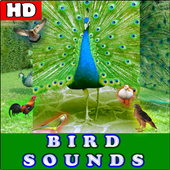 Birds Sounds icon