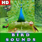 Birds Sounds