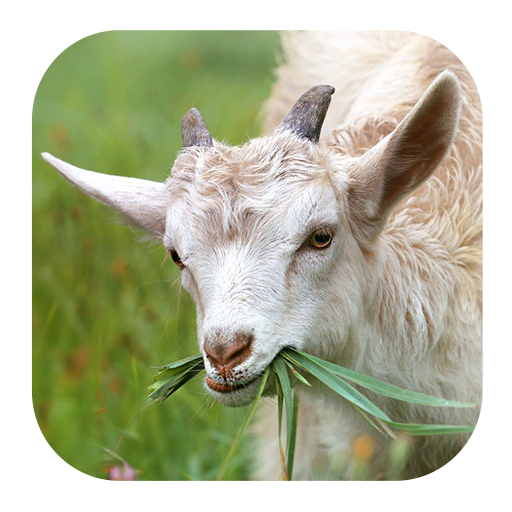 Goat Sounds icon