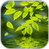 Nature Live Wallpaper icon