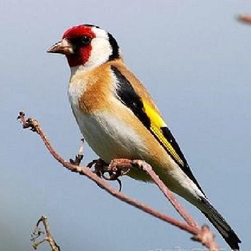 Goldfinch free icon