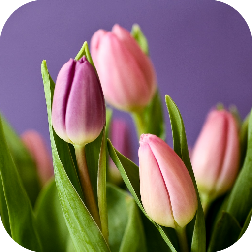 Tulip Wallpapers icon