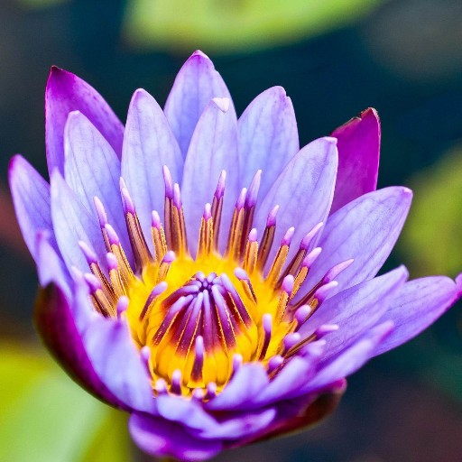 Water Lilies Flower Wallpaper icon
