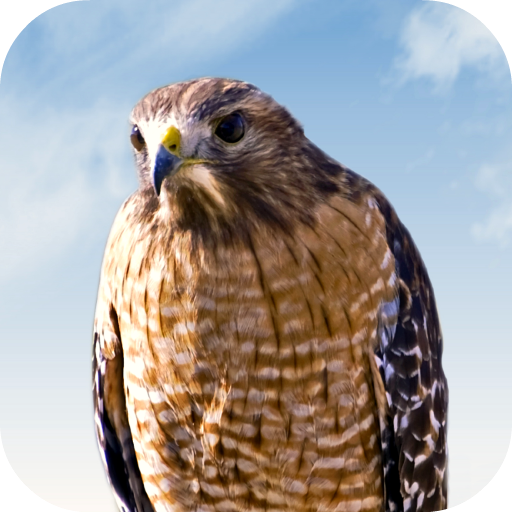 Hawk Sounds icon