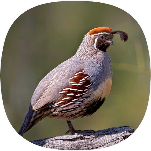 Buttonquail Sounds icon