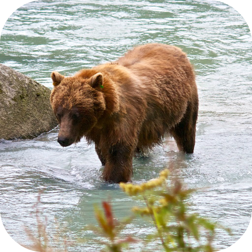 Bear 4K Video Live Wallpaper icon