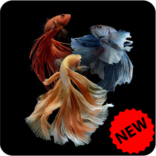 Betta Fish Wallpaper icon
