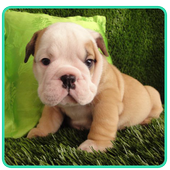 Bull Dog Wallpaper 2015 icon