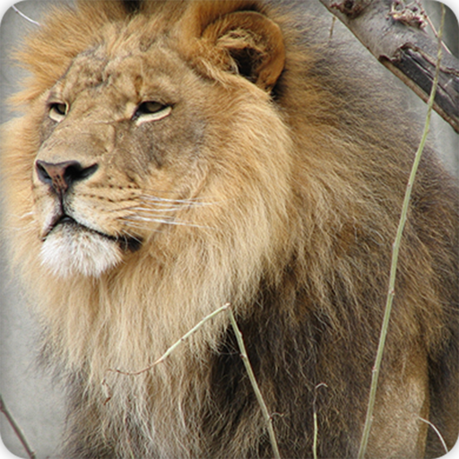 Lion Sounds Ringtone icon