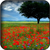 Poppy Wallpapers icon
