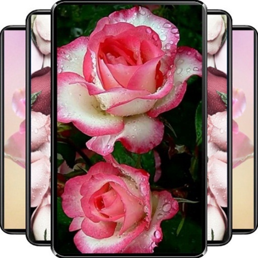 Rose Wallpaper icon