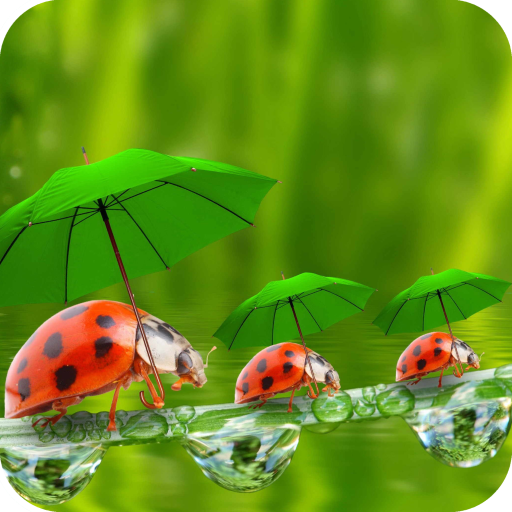 Ladybug Wallpaper Best HD icon