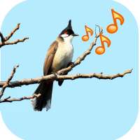 Singing Birds