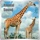 animal sounds