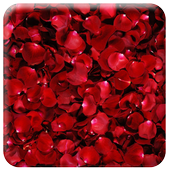 Dream Like Rose Wallpaper icon