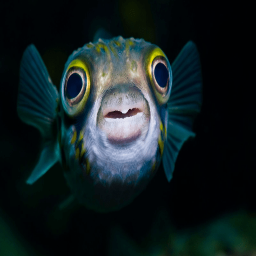 Angry Fish gamee icon