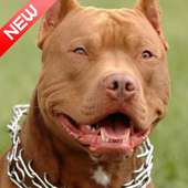 Pitbull Wallpaper on 9Apps