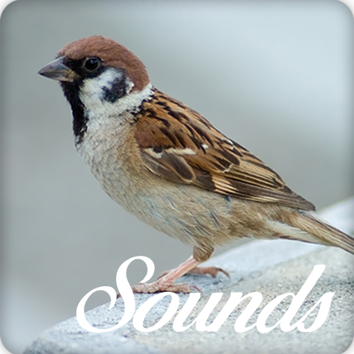Sparrow Bird Song Sounds and Ringtone icon