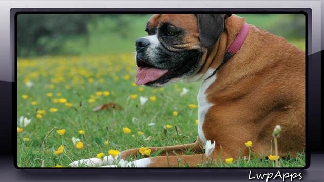 Boxer Dog Wallpaper screenshot 4