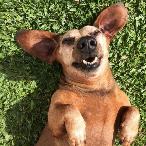 Funny animal videos 2020 🤣 icon