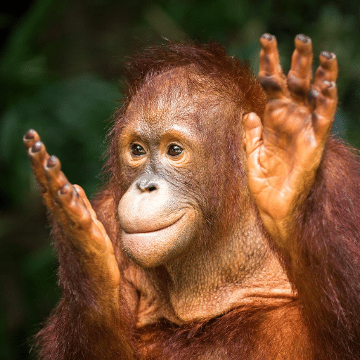 Orangutan Sounds icon