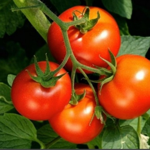 TOMATO FARMING A-Z icon