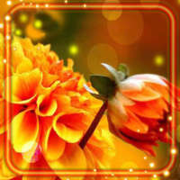 Autumn Flowers Live Wallpaper