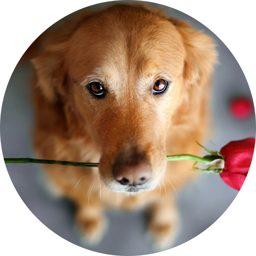 Sound Dogs Love أيقونة