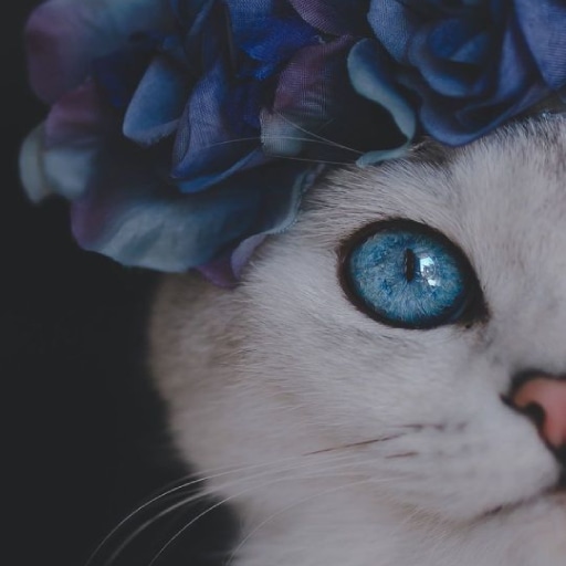 Beautiful cute cats Offline icon