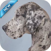 Big Dog wallpaper icon