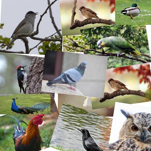 Birds Voice - sound of birds icon