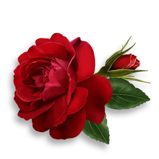 Rose stickers for my life icon