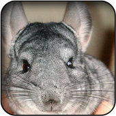 Chinchilla wallpapers icon