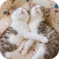 AppLock Theme Cute Cat