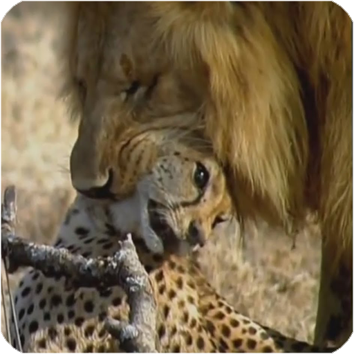 Wildlife - animal attacks videos icon